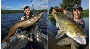 Fische Fische