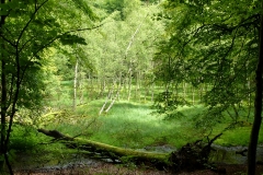 Serrahner Buchen Serrahner Buchen