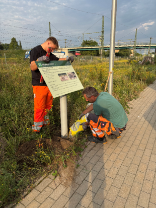 Bild_Hinweistafeln Zauneidechsenhabitate_1