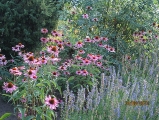 KG-Rudbeckia KG-Rudbeckia