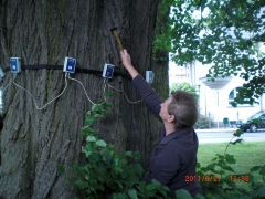 Kietzstraße Anlage Linde3532