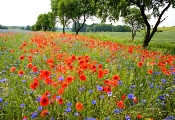 mohn mohn